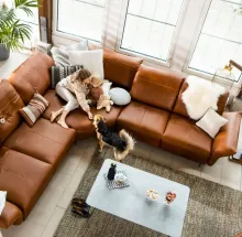 Familienmoment auf brauner Ledercouch Frau und Kind auf Ledersofa, spielen mit Hund.