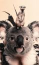 Trendhopper Bild Koala And Meerkat 70 x 118 cm