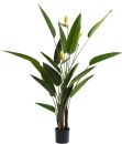 Große Strelitzia-Pflanze im schwarzen Blumentopf mit langen grünen Blättern und gelben Blüten, Zimmerpflanze.
