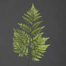 Lederfarnzweig Kunstpflanze 78 cm