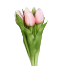 Tulpen Bund Rose 31cm