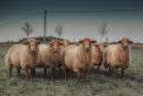 Trendhopper Bild Flock Of Sheep 148 x 98 cm