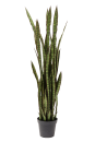 KARE Deko-Pflanze Sansewieria
