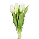 Tulpen Bund Cream 31cm