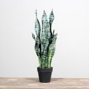 Deko-Sanseveria Grün H65cm