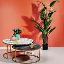 Große Strelitzia-Pflanze im schwarzen Blumentopf mit langen grünen Blättern und gelben Blüten, Zimmerpflanze.