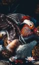 Trendhopper Bild Birds 70 x 118 cm
