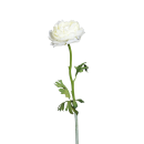 Ranunkel Cream 51cm