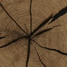 Detailaufnahme einer Holzscheibe mit deutlich sichtbaren Jahresringen und natürlichen Trocknungsrissen – Symbol für authentisches Massivholz und Naturmaterialien.