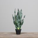 Deko-Sanseveria Grün H53cm