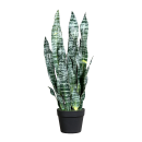 Deko-Sanseveria Grün H67cm