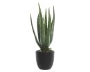 Aloe Vera H35cm