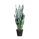 Deko-Sanseveria Grün H65cm